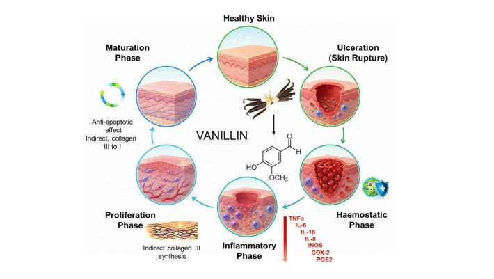 Vanillin has pronounced antioxidant, anti-inflammatory and antibacterial properties. Image credit: Stoilov et al., doi: 10.1016/j.ijpharm.2026.127263.