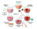 Vanillin has pronounced antioxidant, anti-inflammatory and antibacterial properties. Image credit: Stoilov et al., doi: 10.1016/j.ijpharm.2026.127263.