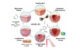 Vanillin has pronounced antioxidant, anti-inflammatory and antibacterial properties. Image credit: Stoilov et al., doi: 10.1016/j.ijpharm.2026.127263.