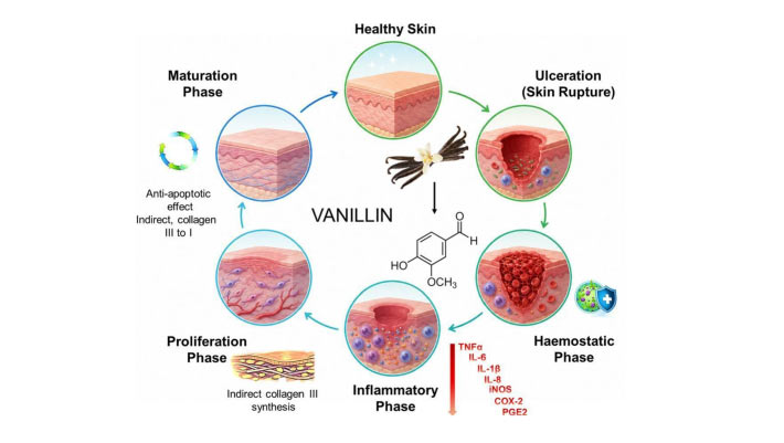 Vanillin Shows Promise for Treating Chronic Wounds