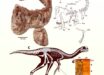 Infernogallus jamesi, a small oviraptorosaur that roamed our planet near the end of the Cretaceous period, may have fed on fleshy fruit. Image credit: Funston et al., 10.1038/s41467-026-78343-w.