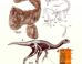 Infernogallus jamesi, a small oviraptorosaur that roamed our planet near the end of the Cretaceous period, may have fed on fleshy fruit. Image credit: Funston et al., 10.1038/s41467-026-78343-w.