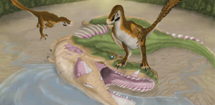 Atrociraptor scavenge the carcass of Albertosaurus along the edge of a river floodplain. Image credit: Joshua Adam Doyon.