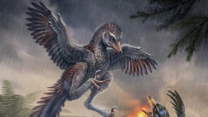 Jurassic Fossil Hints that Some Early Birds Were Flightless