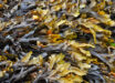 Fucoidans are structurally diverse, fucose-rich, sulfated polysaccharides derived mainly from brown seaweeds. Image credit: Ronile.