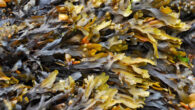 Fucoidans are structurally diverse, fucose-rich, sulfated polysaccharides derived mainly from brown seaweeds. Image credit: Ronile.