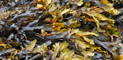 Fucoidans are structurally diverse, fucose-rich, sulfated polysaccharides derived mainly from brown seaweeds. Image credit: Ronile.