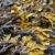 Fucoidans are structurally diverse, fucose-rich, sulfated polysaccharides derived mainly from brown seaweeds. Image credit: Ronile.