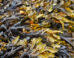 Fucoidans are structurally diverse, fucose-rich, sulfated polysaccharides derived mainly from brown seaweeds. Image credit: Ronile.