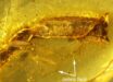 General view of the amber piece from Myanmar, arrows highlighting the debris stuck to the initial resin flow at the level of the ventral surface of the tail. Image credit: Fabrikant et al., doi: 10.26879/1706.