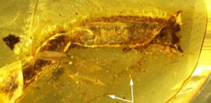 General view of the amber piece from Myanmar, arrows highlighting the debris stuck to the initial resin flow at the level of the ventral surface of the tail. Image credit: Fabrikant et al., doi: 10.26879/1706.