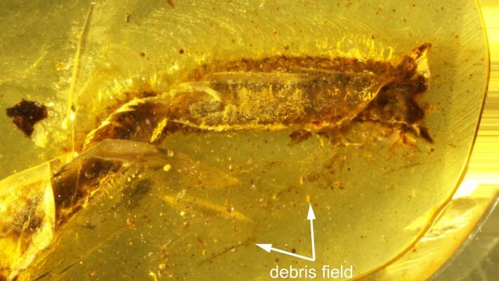 General view of the amber piece from Myanmar, arrows highlighting the debris stuck to the initial resin flow at the level of the ventral surface of the tail. Image credit: Fabrikant et al., doi: 10.26879/1706.