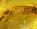 General view of the amber piece from Myanmar, arrows highlighting the debris stuck to the initial resin flow at the level of the ventral surface of the tail. Image credit: Fabrikant et al., doi: 10.26879/1706.