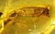 General view of the amber piece from Myanmar, arrows highlighting the debris stuck to the initial resin flow at the level of the ventral surface of the tail. Image credit: Fabrikant et al., doi: 10.26879/1706.