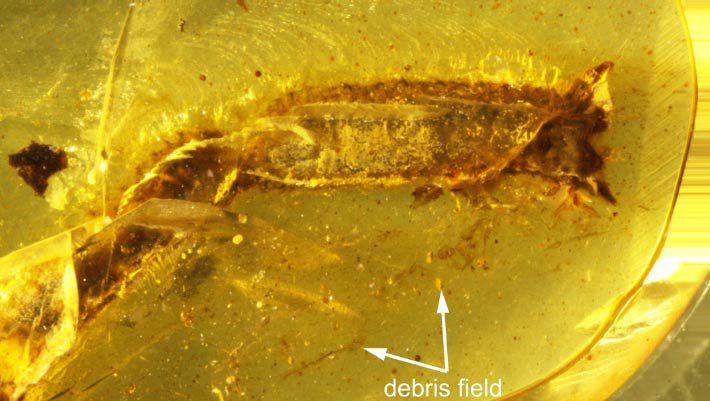 Lizard Dropped Its Tail 99 Million Years Ago, Amber Preserved Evidence