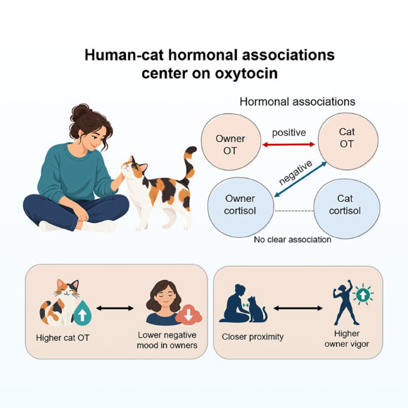 Higher cat oxytocin linked to lower owner cortisol and negative mood. Image credit: Takagi et al., doi: 10.1016/j.isci.2026.117934.