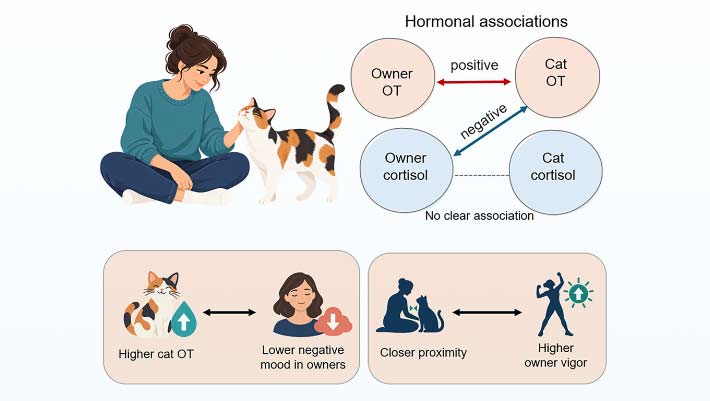 Cat Hormones and Owner Moods Appear to Move Together: Study