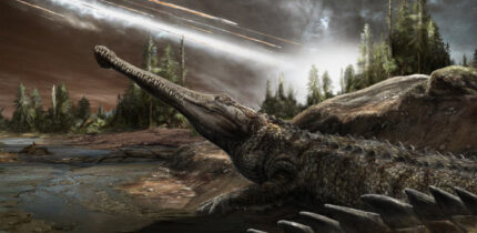 A crocodylian surviving the dinosaur extinction. Image credit: Davide Bonadonna.