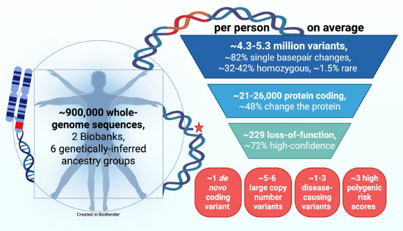 The average human genome contains 4.3-5.3 million variants, of which 1.5% are rare. Image credit: Wright et al., doi: 10.1186/s13073-026-01792-x.