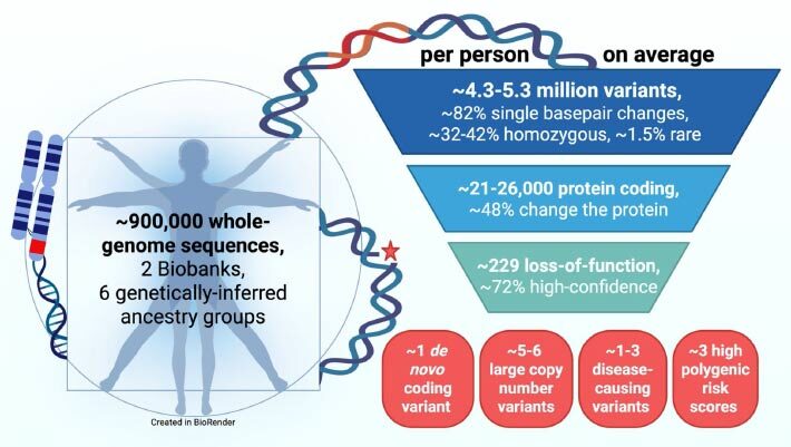 The average human genome contains 4.3-5.3 million variants, of which 1.5% are rare. Image credit: Wright et al., doi: 10.1186/s13073-026-01792-x.