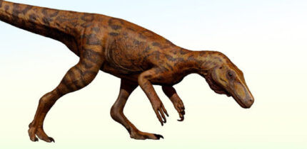 An artistic representation of the CAPPA/UFSM 0539 herrerasaurid dinosaur in life. Image credit: Johnny Pauly V. Mingau.
