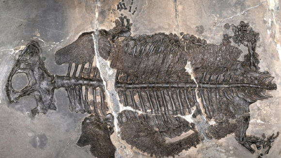 The nearly complete skeleton of Gerrothorax maritimus. Image credit: Ryosuke Motani, UC Davis.