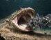Life reconstruction of Gerrothorax maritimus. Image credit: Chen Geng / Guizhou University.