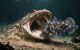 Life reconstruction of Gerrothorax maritimus. Image credit: Chen Geng / Guizhou University.