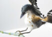 The sculpture of the enantiornithine bird Concornis lacustris. Image credit: Víctor G. Peco & Sergio M. Nebreda, doi: 10.1016/j.hisbio.2026.100047.