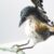 The sculpture of the enantiornithine bird Concornis lacustris. Image credit: Víctor G. Peco & Sergio M. Nebreda, doi: 10.1016/j.hisbio.2026.100047.