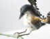 The sculpture of the enantiornithine bird Concornis lacustris. Image credit: Víctor G. Peco & Sergio M. Nebreda, doi: 10.1016/j.hisbio.2026.100047.