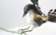 The sculpture of the enantiornithine bird Concornis lacustris. Image credit: Víctor G. Peco & Sergio M. Nebreda, doi: 10.1016/j.hisbio.2026.100047.