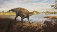 Life reconstruction of the iguanodontian dinosaur Paludohadros proudlovii; in the distance, the large predatory dinosaur Baryonyx walkeri can be seen. Image credit: Guilherme Gehr.