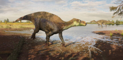 Life reconstruction of the iguanodontian dinosaur Paludohadros proudlovii; in the distance, the large predatory dinosaur Baryonyx walkeri can be seen. Image credit: Guilherme Gehr.