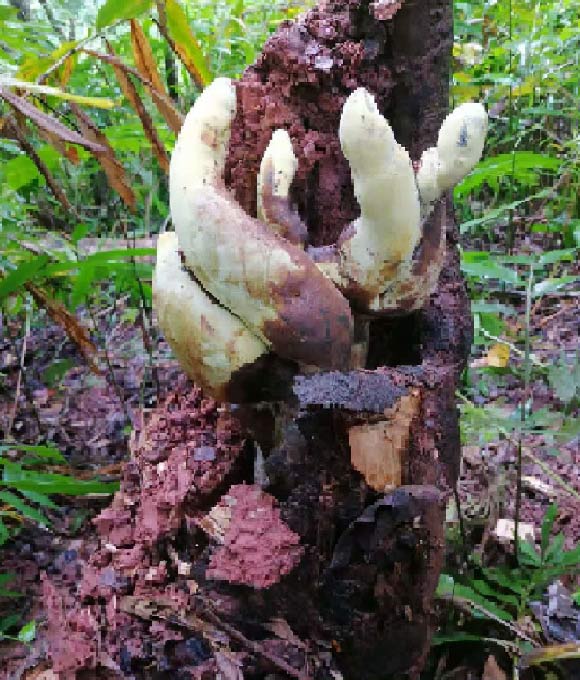 Stromata of Dianjunus rex in the field. Image credit: Song et al., doi: 10.3389/ffunb.2026.1940464.