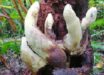 Stromata of Dianjunus rex in the field. Image credit: Song et al., doi: 10.3389/ffunb.2026.1940464.