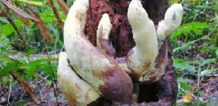 Stromata of Dianjunus rex in the field. Image credit: Song et al., doi: 10.3389/ffunb.2026.1940464.