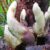 Stromata of Dianjunus rex in the field. Image credit: Song et al., doi: 10.3389/ffunb.2026.1940464.