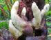 Stromata of Dianjunus rex in the field. Image credit: Song et al., doi: 10.3389/ffunb.2026.1940464.