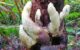 Stromata of Dianjunus rex in the field. Image credit: Song et al., doi: 10.3389/ffunb.2026.1940464.