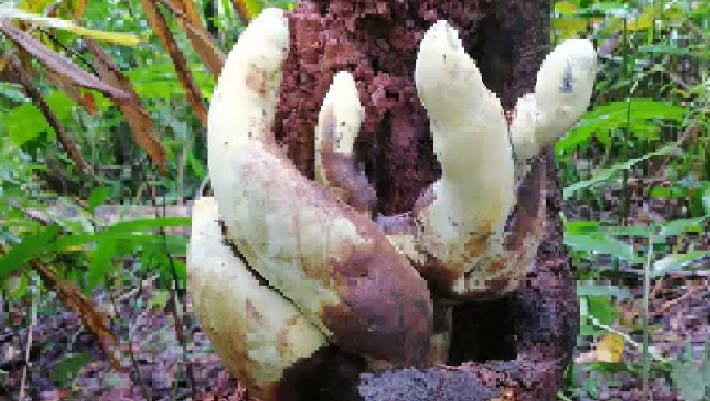 D. rex: Giant New Fungus Species Discovered in China