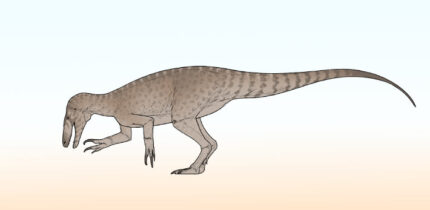 Life reconstruction of Rinconraptor pipoae. Image credit: Connor Ashbridge / CC BY 4.0.