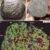 The largest fragment of the Martian meteorite Teghaza 001. Image credit: Liu et al., doi: 10.1126/science.adz5646.