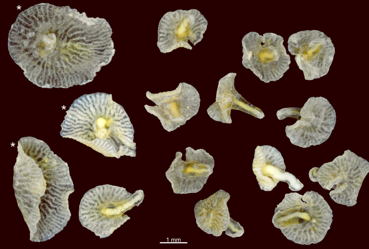Dendrogramma Two Unclassifiable Deep Sea Animals Discovered Off Dendrogramma Two Unclassifiable Deep Sea Animals Discovered Off