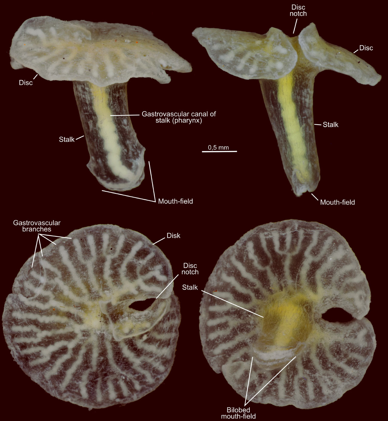 Dendrogramma Two Unclassifiable Deep Sea Animals Discovered Off Dendrogramma Two Unclassifiable Deep Sea Animals Discovered Off