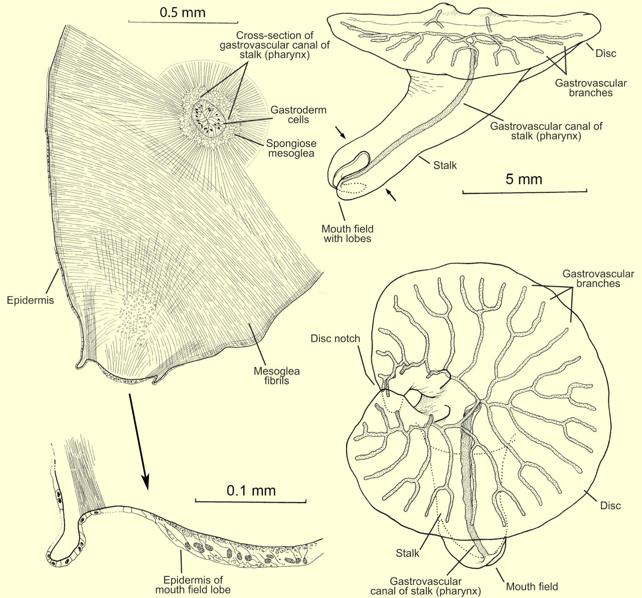 Dendrogramma Two Unclassifiable Deep Sea Animals Discovered Off Dendrogramma Two Unclassifiable Deep Sea Animals Discovered Off