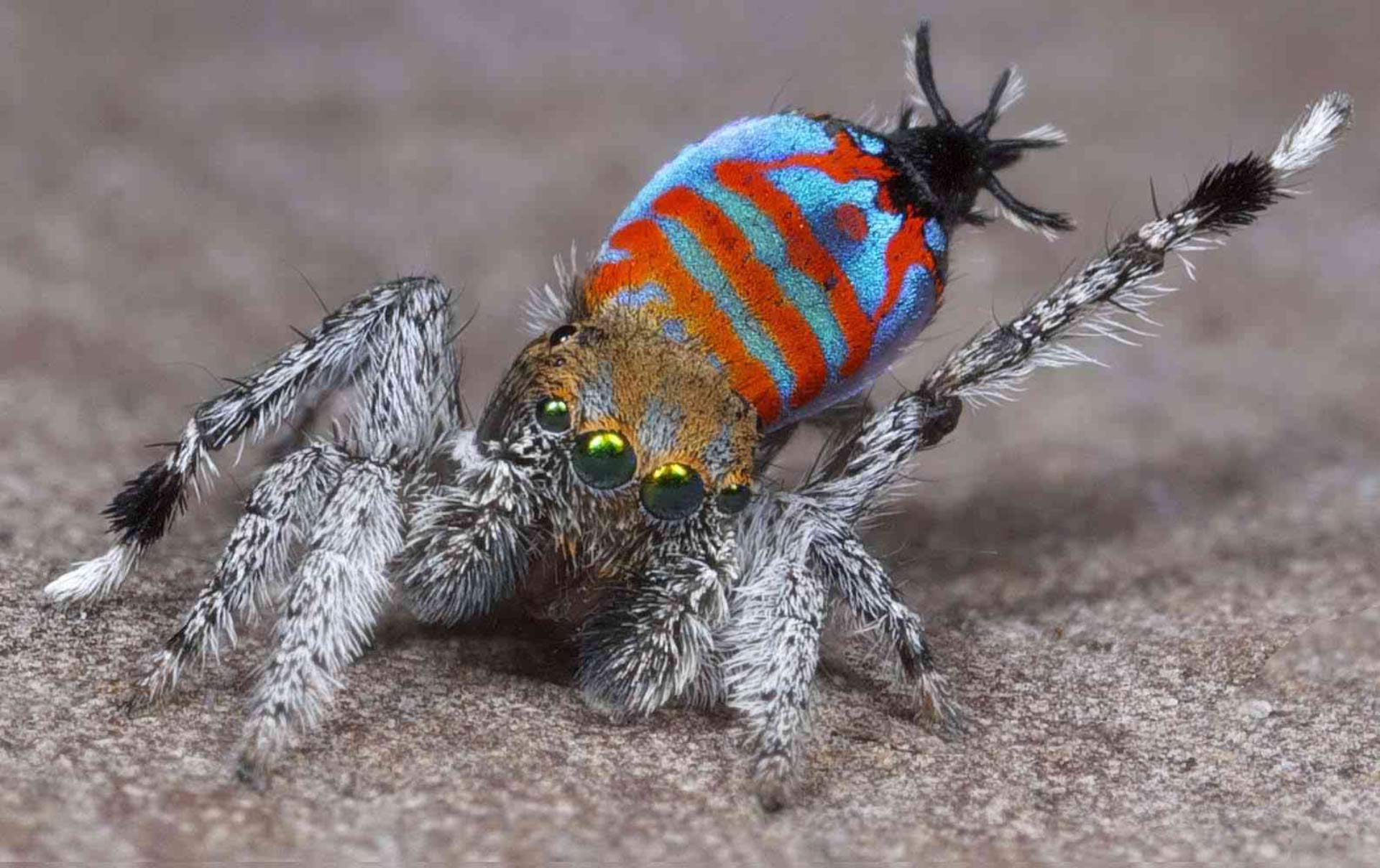 Two New Species Of Peacock Spiders Discovered In Australia Biology 