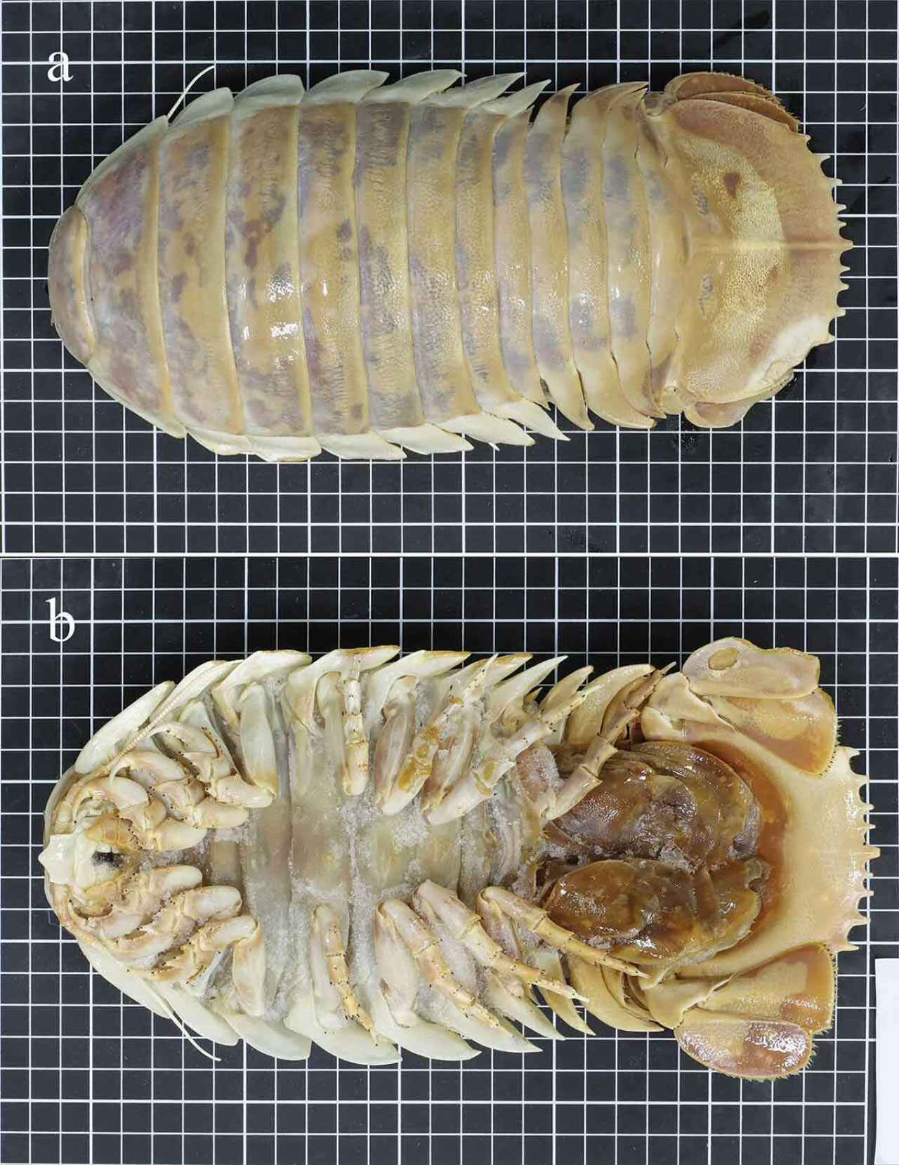 Marine Biologists Discover New Species Of Giant Isopod Sci News Marine Biologists Discover New Species Of Giant Isopod Sci News