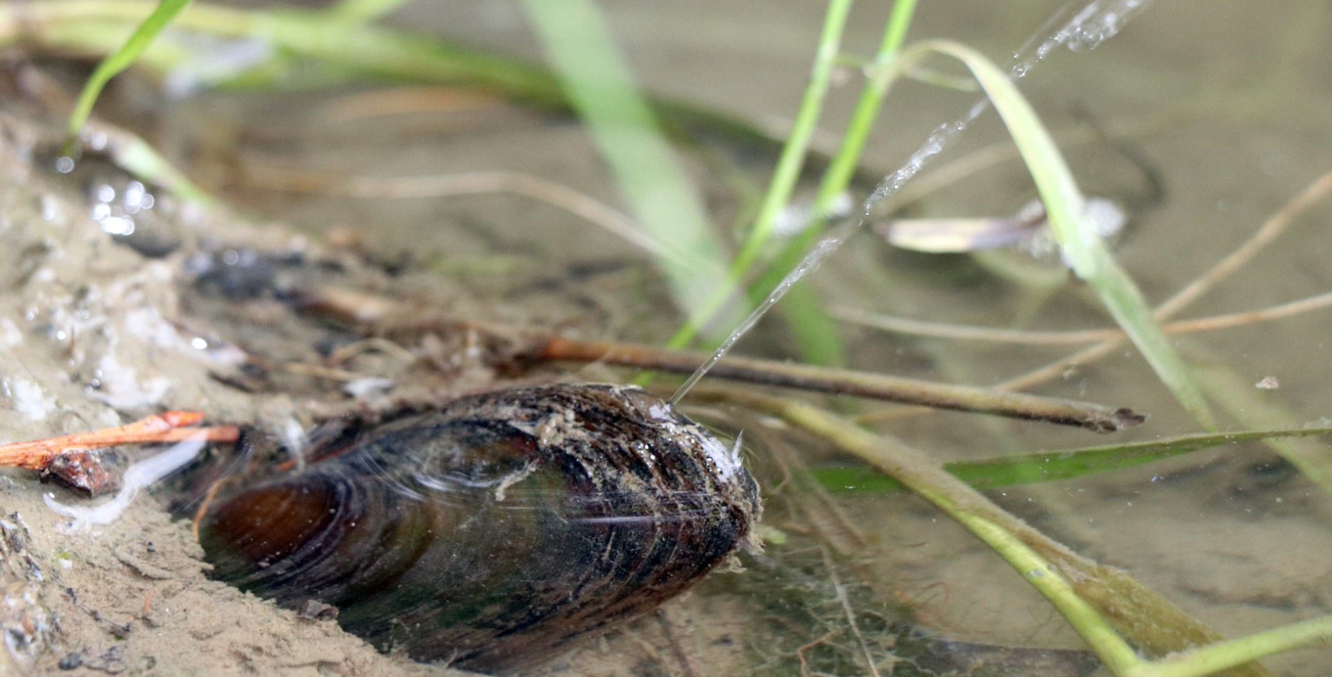 The Strange Sex Life of Freshwater Mussels - Cool Green Science