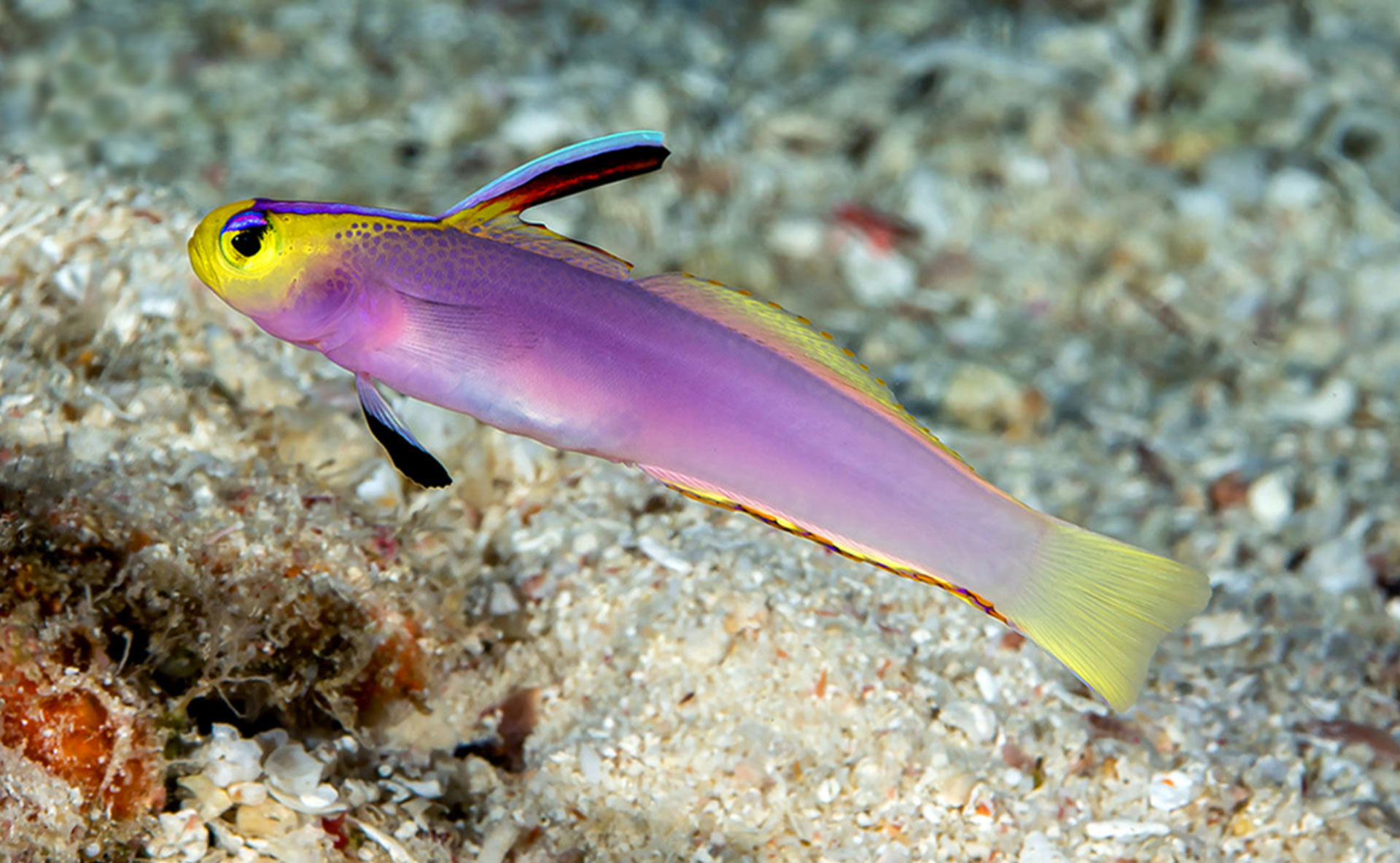 Dart Fish Images At Harold Olmstead Blog